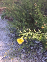 Aureolaria pedicularia, photograph (c) Bob Schwartz, some rights reserved (CC BY)