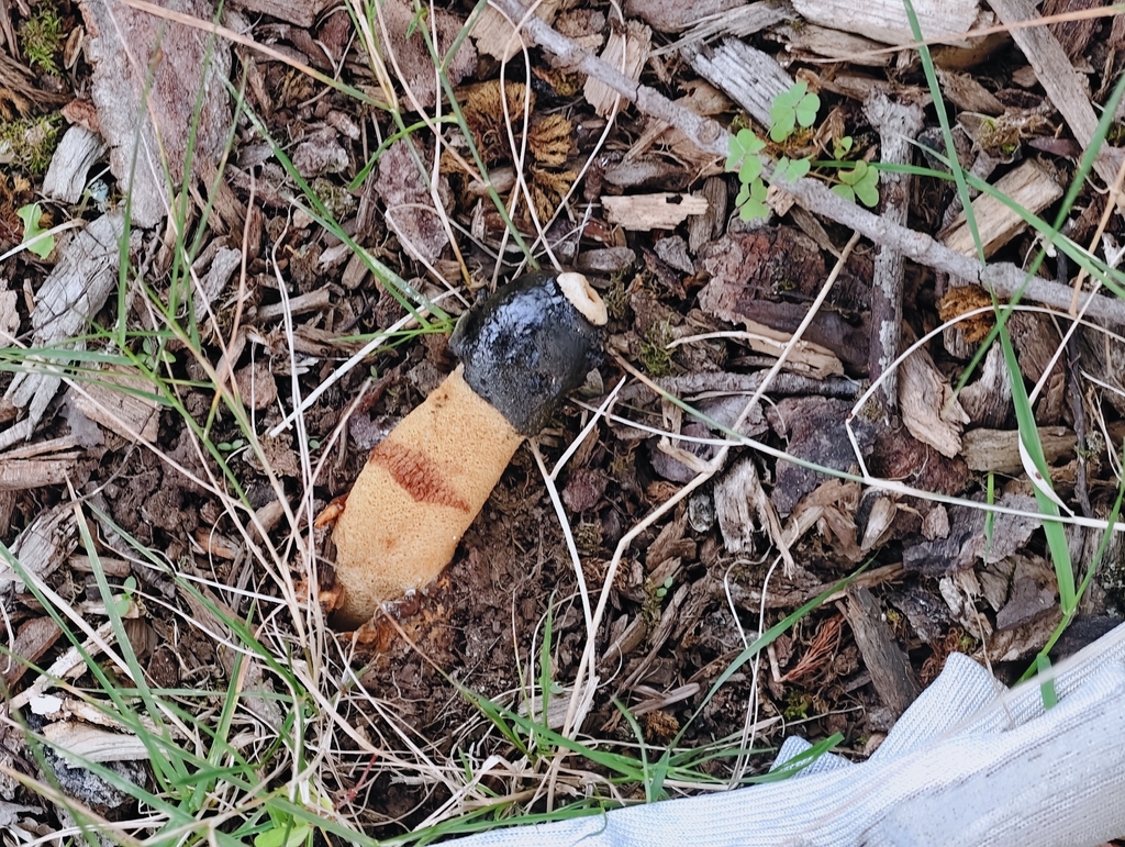 Ravenel's stinkhorn · September 2026 · photo: Photo: (c) Sheila S, some rights reserved (CC BY) · iNaturalist