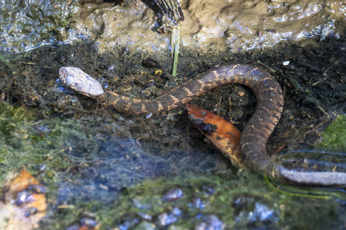 Plain-bellied Watersnake