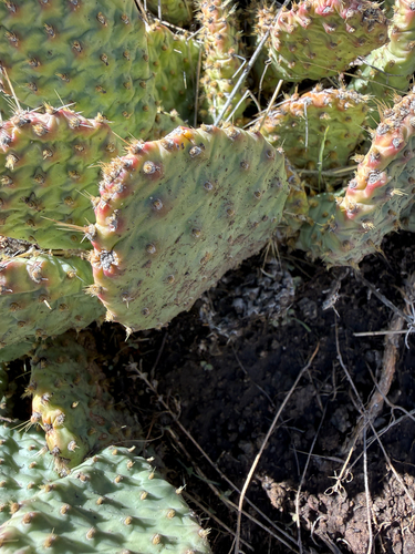 Plains Pricklypear