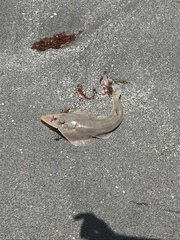 Pseudobatos lentiginosus