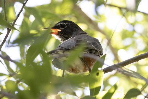 American Robin