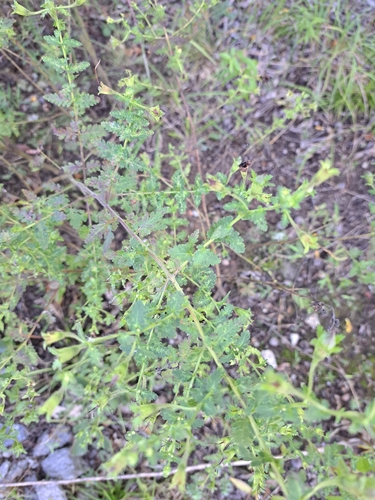 Aureolaria pedicularia, photograph 4