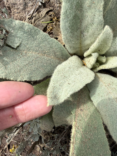 great mullein