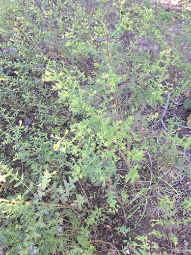 Aureolaria pedicularia, photograph 5