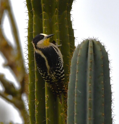 White-fronted Woodpecker