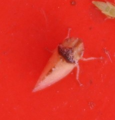 Xerophloea viridis