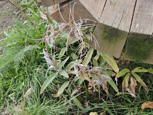 fireweed