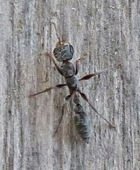 Pseudomyrmex phyllophilus