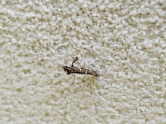 Caloptilia triadicae