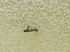 Caloptilia triadicae
