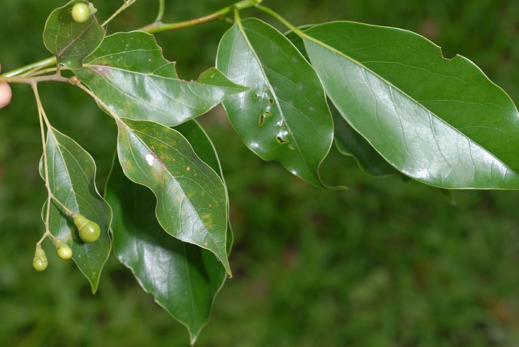 Camphora micrantha
