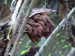 Astrocaryum mexicanum