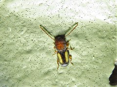 Laemophloeus terminalis