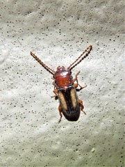 Laemophloeus terminalis