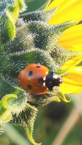 Seven-spotted Lady Beetle