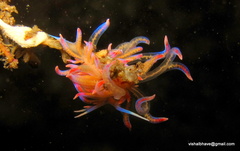 Phyllodesmium poindimiei