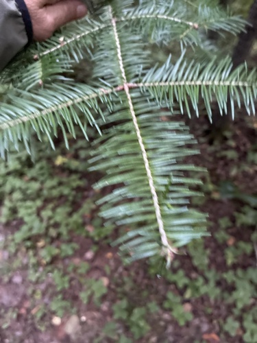 balsam fir