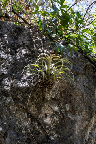 Tillandsia capitata, photograph 3