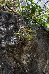 Tillandsia capitata, photograph (c) José Javier Barrios Flores, some rights reserved (CC BY)