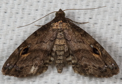 Melanomma auricinctaria