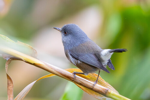 iNaturalist image