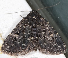 Metalectra diabolica