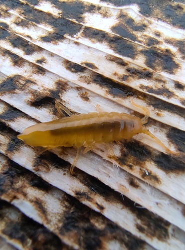 Idotea granulosa