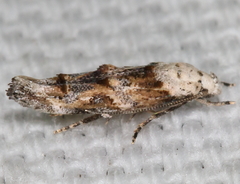 Mompha rufocristatella