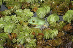 Euphlyctis hexadactyla