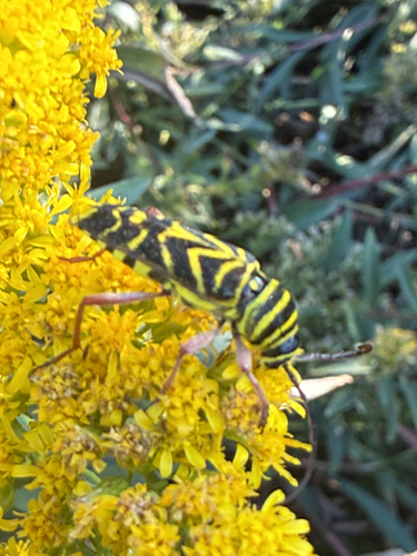 Locust Borer