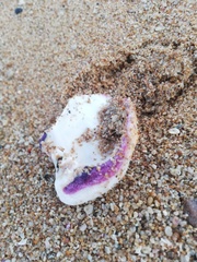 Crassadoma