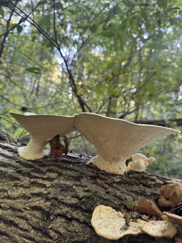 Trametes aesculi