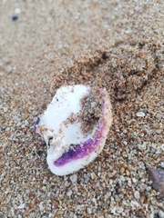 Crassadoma