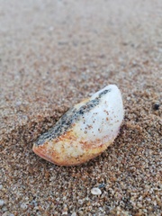 Crassadoma