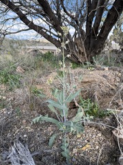 Streptanthus carinatus