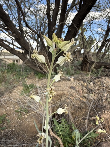 Streptanthus carinatus