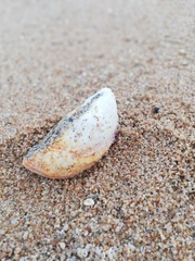 Crassadoma