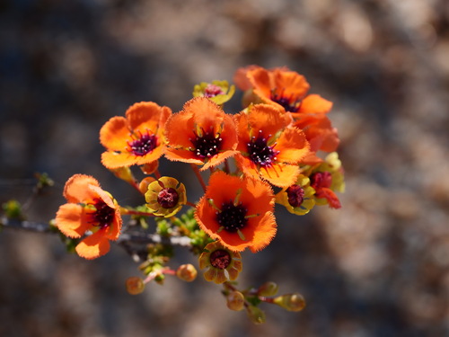 Pileanthus peduncularis observed 2026-09-16