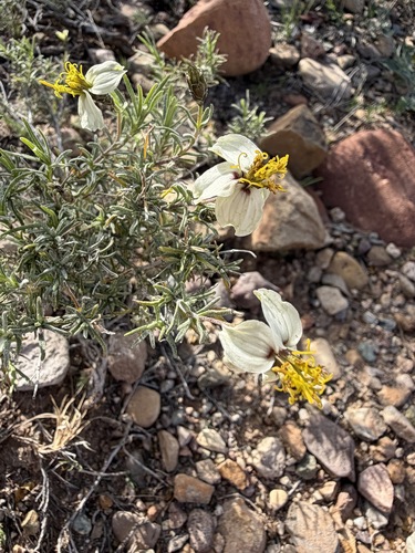 Zinnia acerosa, photograph 1