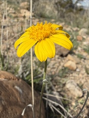 Picradeniopsis absinthifolia, photograph (c) Matt Berger, some rights reserved (CC BY)