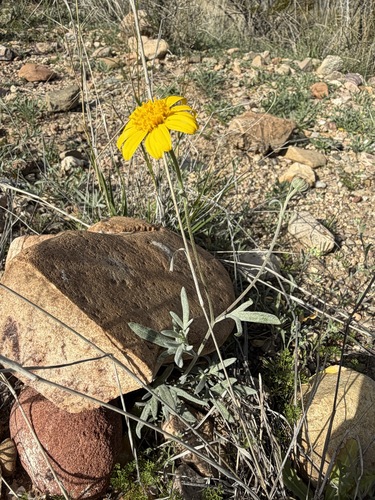 Picradeniopsis absinthifolia, photograph 1