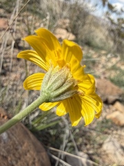 Picradeniopsis absinthifolia, photograph (c) Matt Berger, some rights reserved (CC BY)