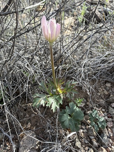 Anemone tuberosa, photograph 1