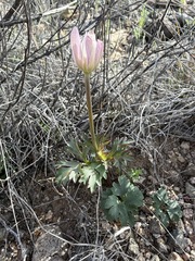 Anemone tuberosa