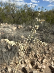 (c) Matt Berger, some rights reserved (CC BY) Eragrostis echinochloidea, photograph (c) Matt Berger, some rights reserved (CC BY)