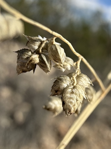 Eragrostis echinochloidea, photograph 6