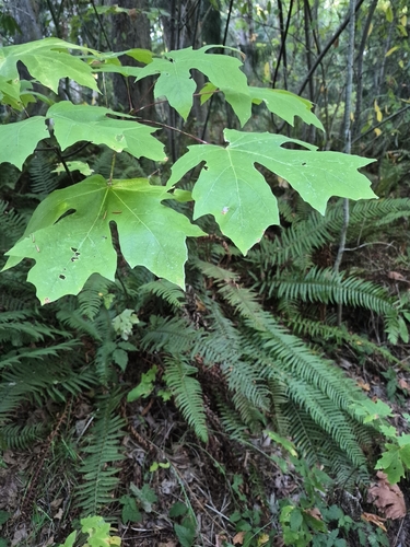 bigleaf maple