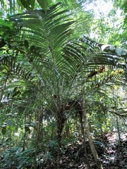 Astrocaryum mexicanum