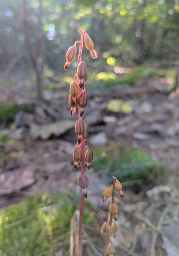 cleistogamous autumn coralroot
